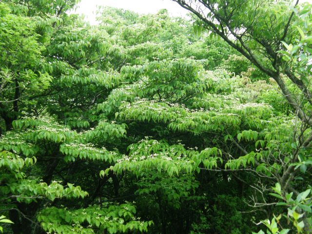 c0042869_14585011.jpg