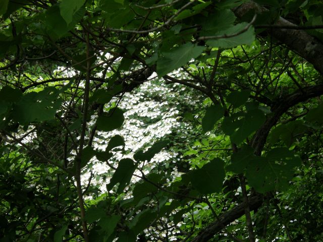 c0042869_15162672.jpg