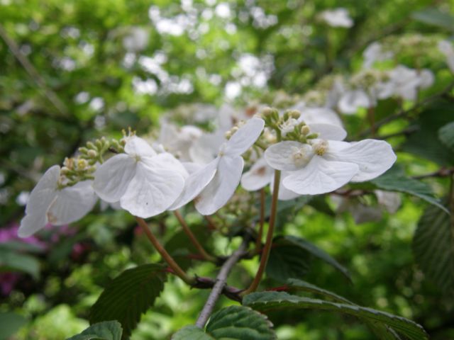 c0042869_15172967.jpg