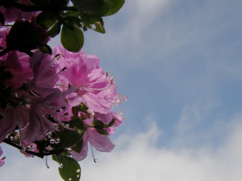 c0042869_1543611.jpg