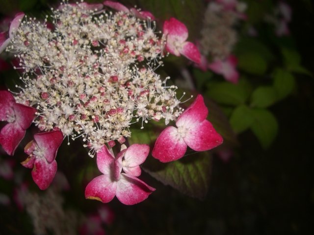 f0137275_517912.jpg