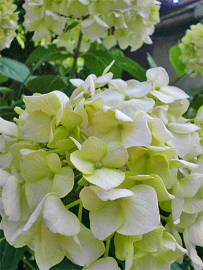 f0089079_12302889.jpg