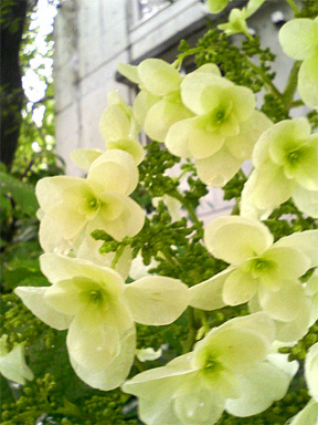 f0089079_1231720.jpg