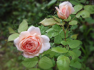 a0079880_2016722.jpg