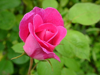 a0079880_20251323.jpg