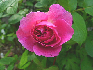 a0079880_20254256.jpg