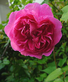 a0079880_20283812.jpg