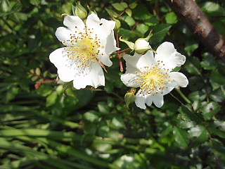 a0079880_20305280.jpg