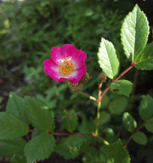 a0079880_20421740.jpg
