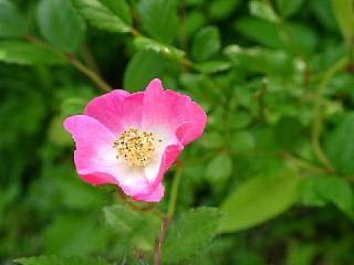 a0079880_20424532.jpg