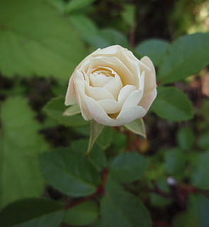 a0079880_20433121.jpg
