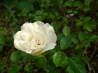 a0079880_20435648.jpg