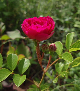 a0079880_20495164.jpg