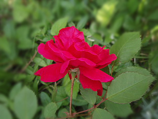 a0079880_20534479.jpg