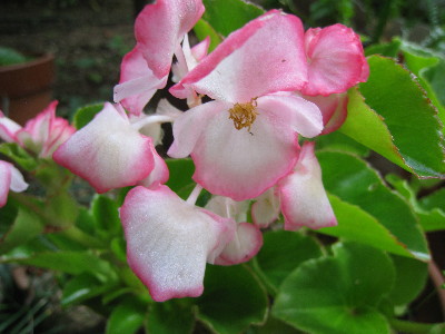 c0132387_056299.jpg