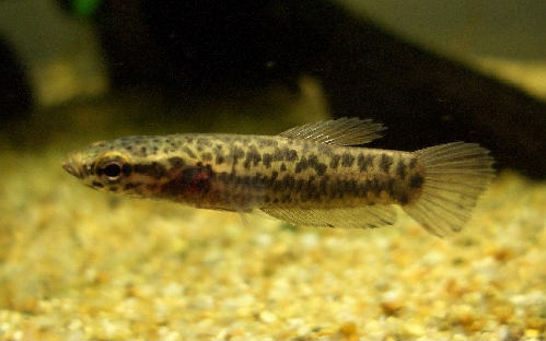 c0074591_1255324.jpg