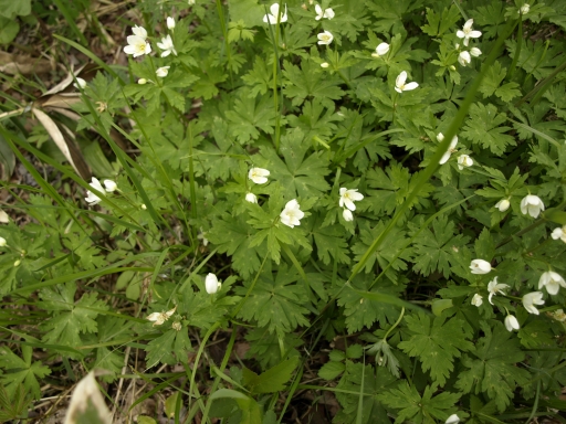 f0020302_23243524.jpg