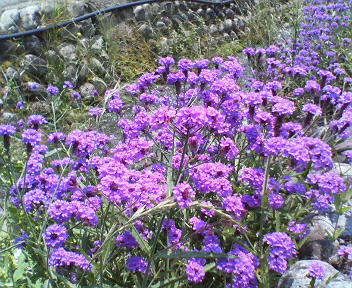 f0036223_913017.jpg