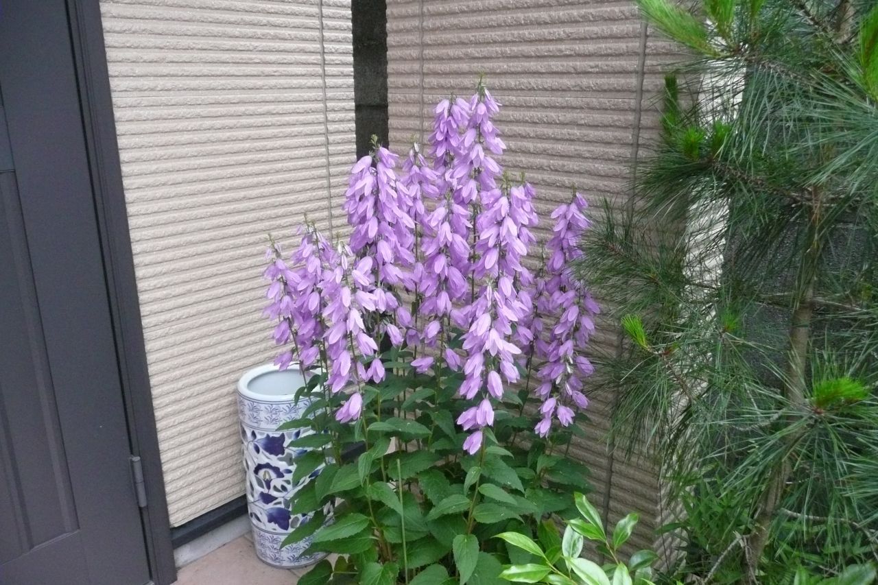 e0033229_20511334.jpg