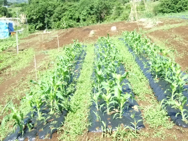 b0137932_14161248.jpg