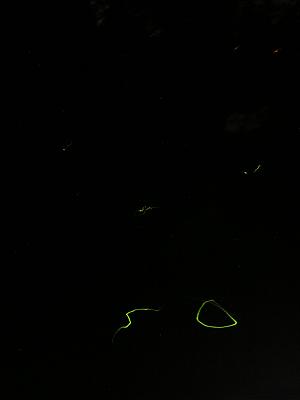 b0001044_0315460.jpg