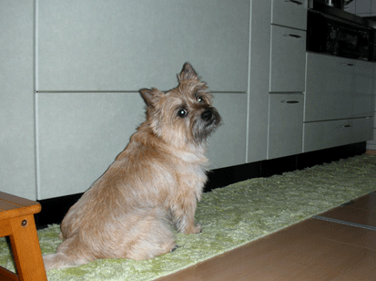 c0147548_124390.gif