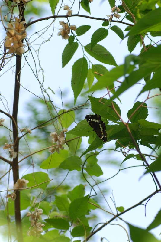 c0043361_2159746.jpg
