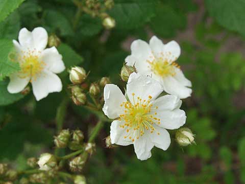 d0019169_16414723.jpg