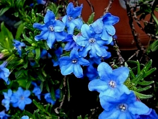 d0003284_1719284.jpg