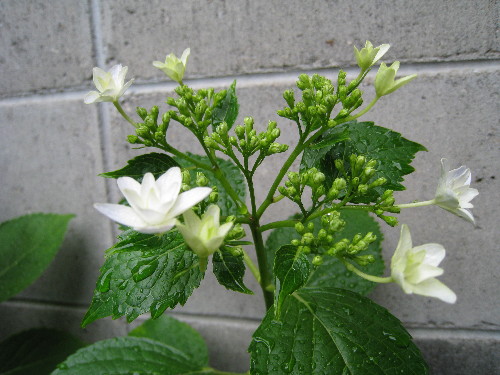 c0132387_052511.jpg