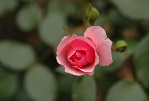 e0102491_718106.jpg