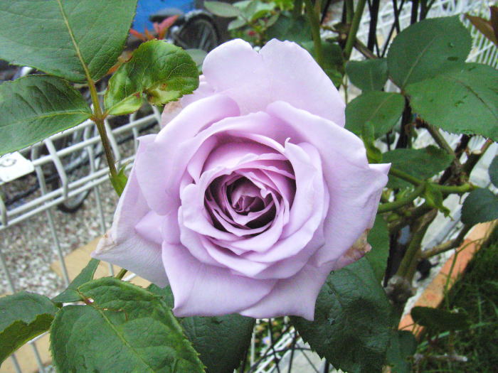 a0058605_14112817.jpg