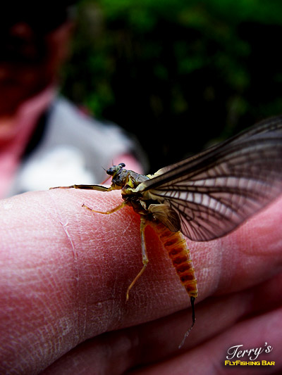 e0009009_21142014.jpg