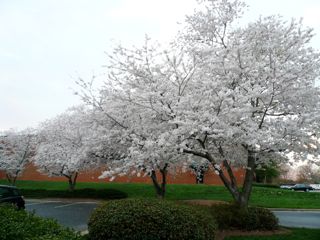 b0040413_10143669.jpg