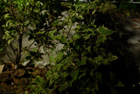 b0139718_14105641.jpg