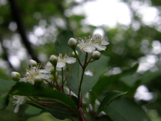 e0145033_19552384.jpg