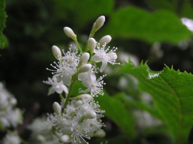 e0145033_19591980.jpg