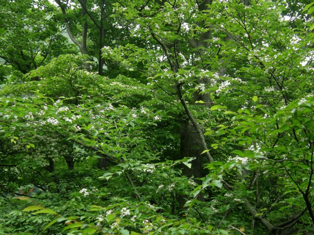 e0145033_20503175.jpg