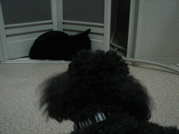 c0136736_18244569.gif