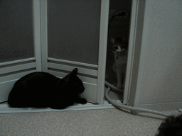 c0136736_18262820.gif