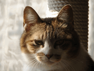 c0136736_18374012.gif