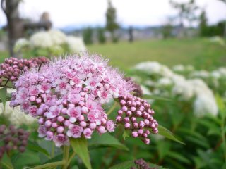 a0008549_249533.jpg