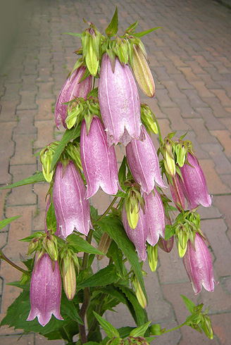 a0001354_20494050.jpg