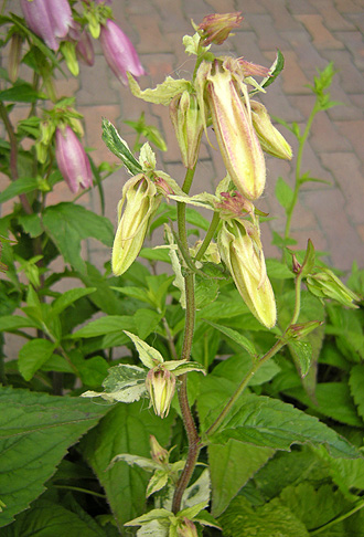 a0001354_20502222.jpg