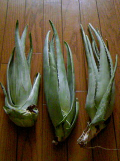 f0176570_1131049.jpg