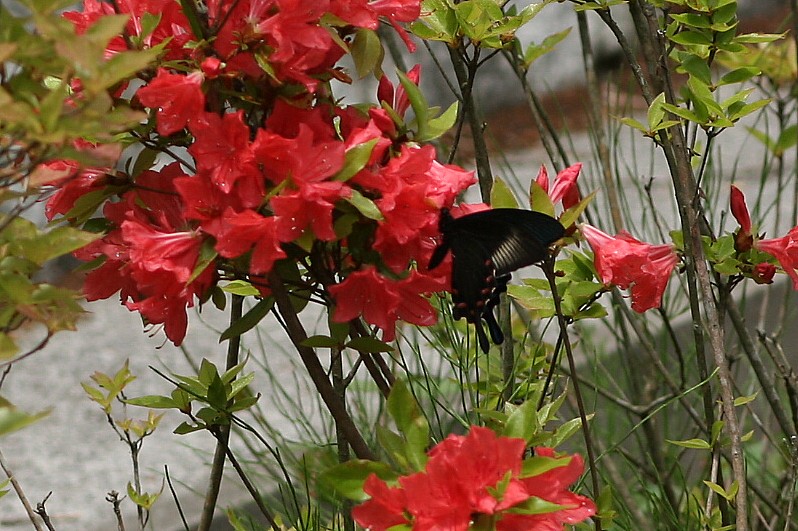 b0088772_1453595.jpg