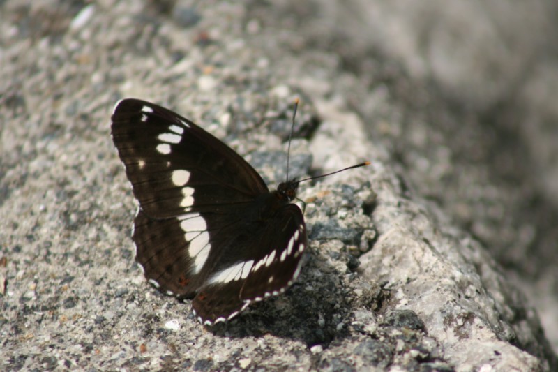 b0088772_14542472.jpg