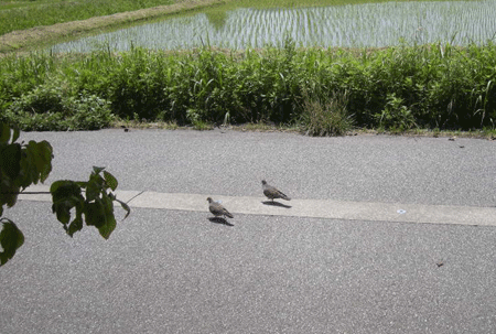 e0066883_21154595.gif