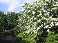 e0122199_1458261.jpg