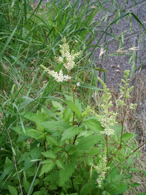 e0025300_1333532.jpg
